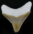 Serrated Bone Valley Megalodon Tooth #25650-1
